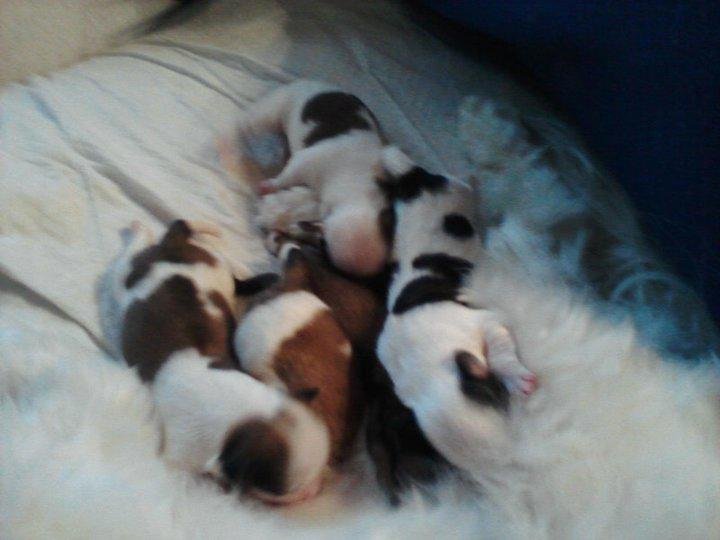 Puppies do sleep