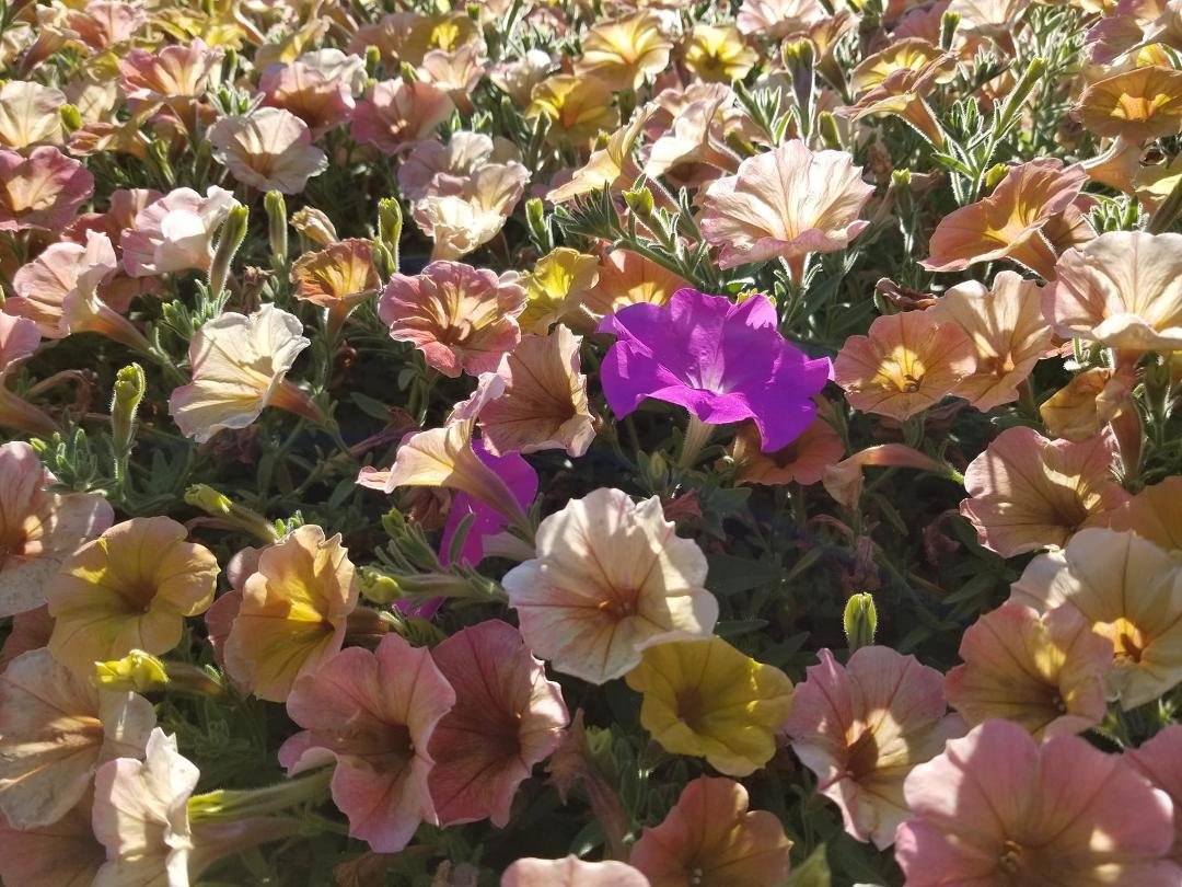 While at Lawson gardens in Pullman I came upon the field of flowers. There in the middle was this one who decided to be different   My thought for all is 
Dare to be different