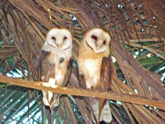 Checkout a couple of guest in my Date Tree...suspect there's a nest with maybe some little ones on the way.