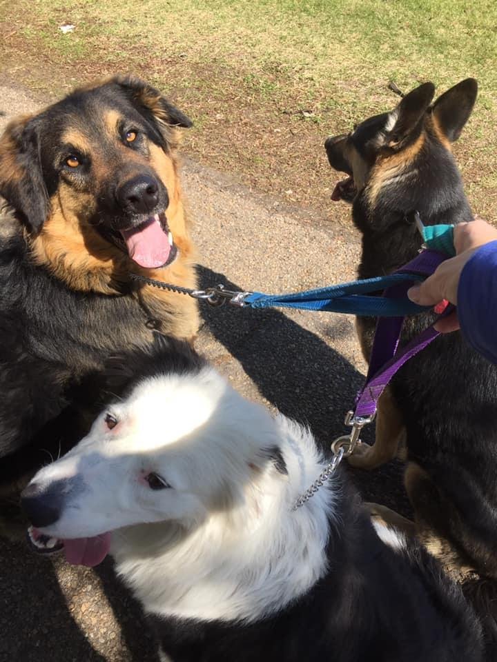 Both shepherds are grads and I am walking 3 at a time without any reaction to other pups. Thank you again!!