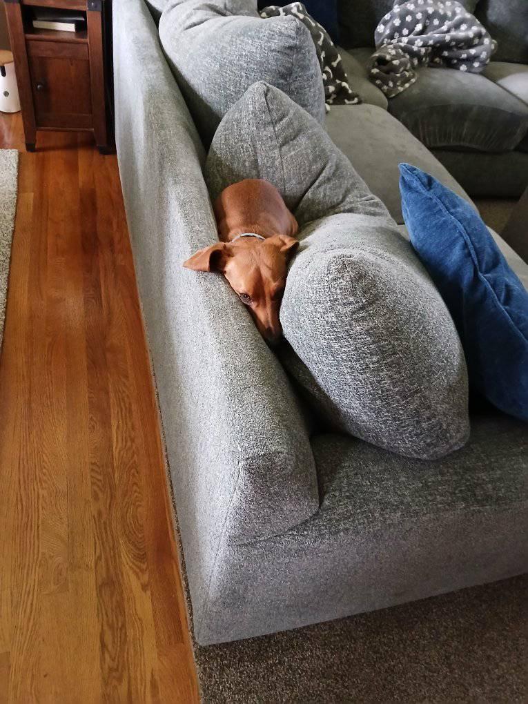 Bob the couch potato.