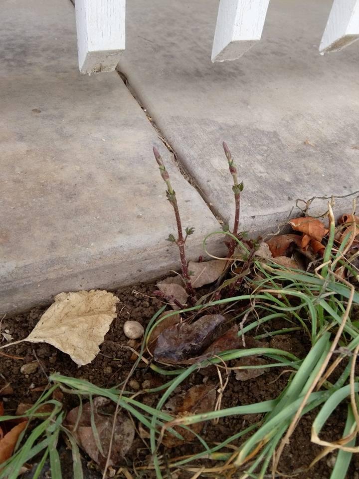 Ron Noel's album, Mobile Uploads
