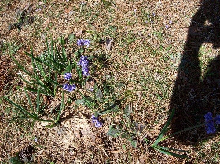 Ozark wildflowers in spring