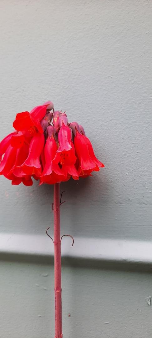 Got these blooming all over the yard?????