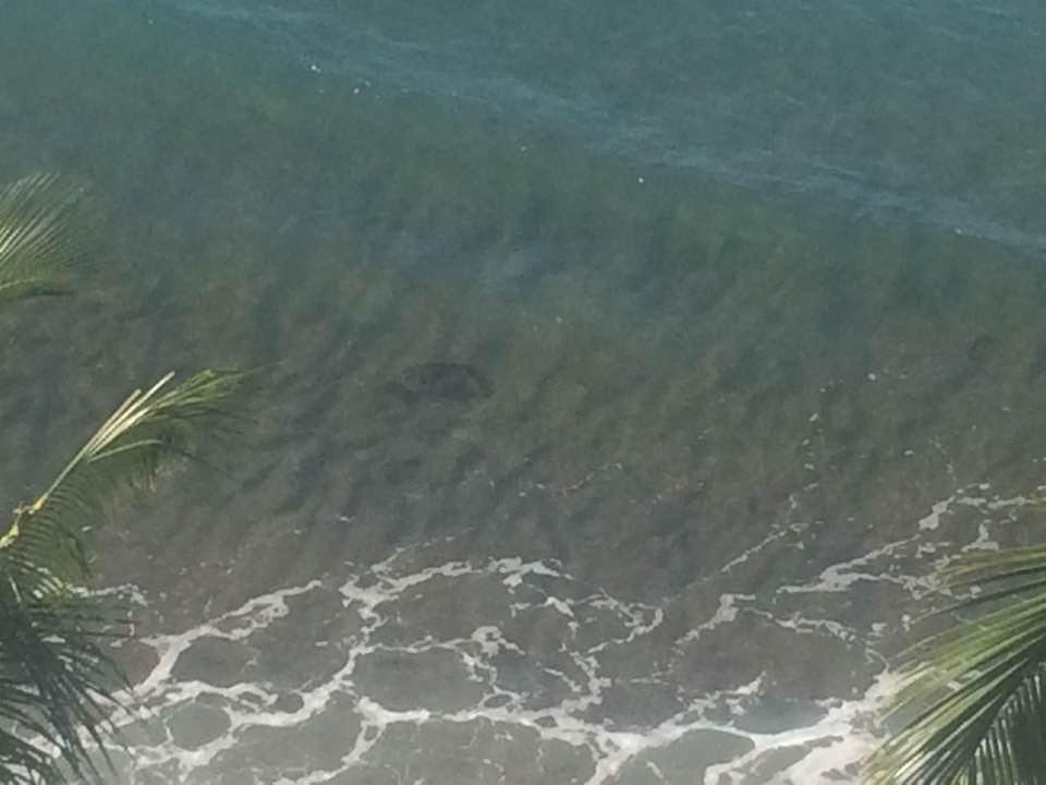 Turtle chilln in the surf. 🐢