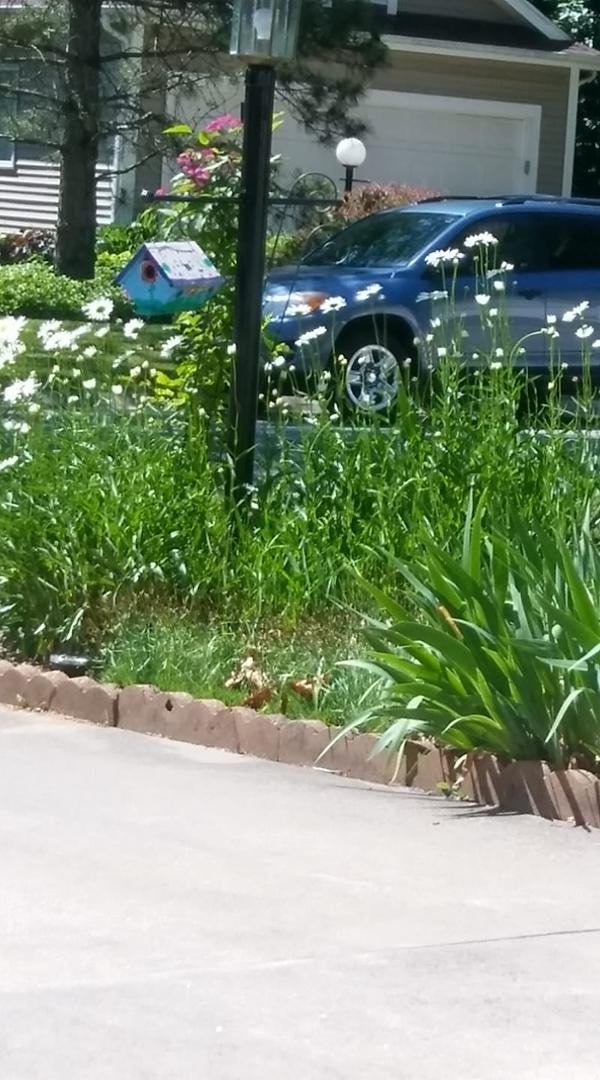 My pretty daisy patch.