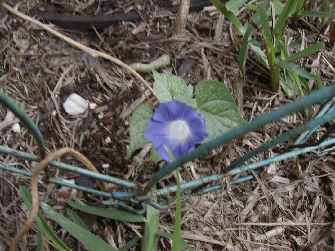 MORNING GLORY FROM SEED.