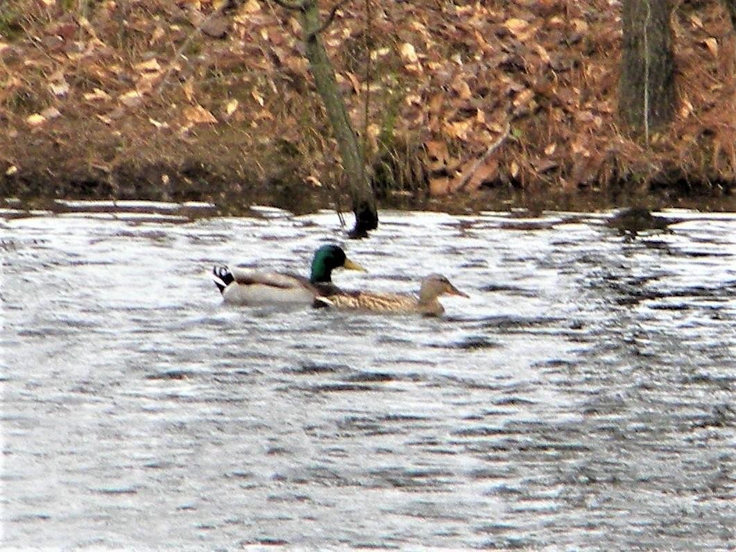 Pretty Ducks on our pond!