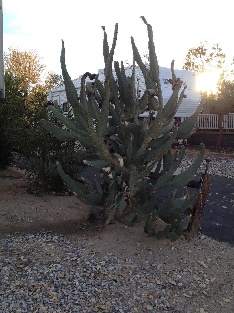 And so the desert