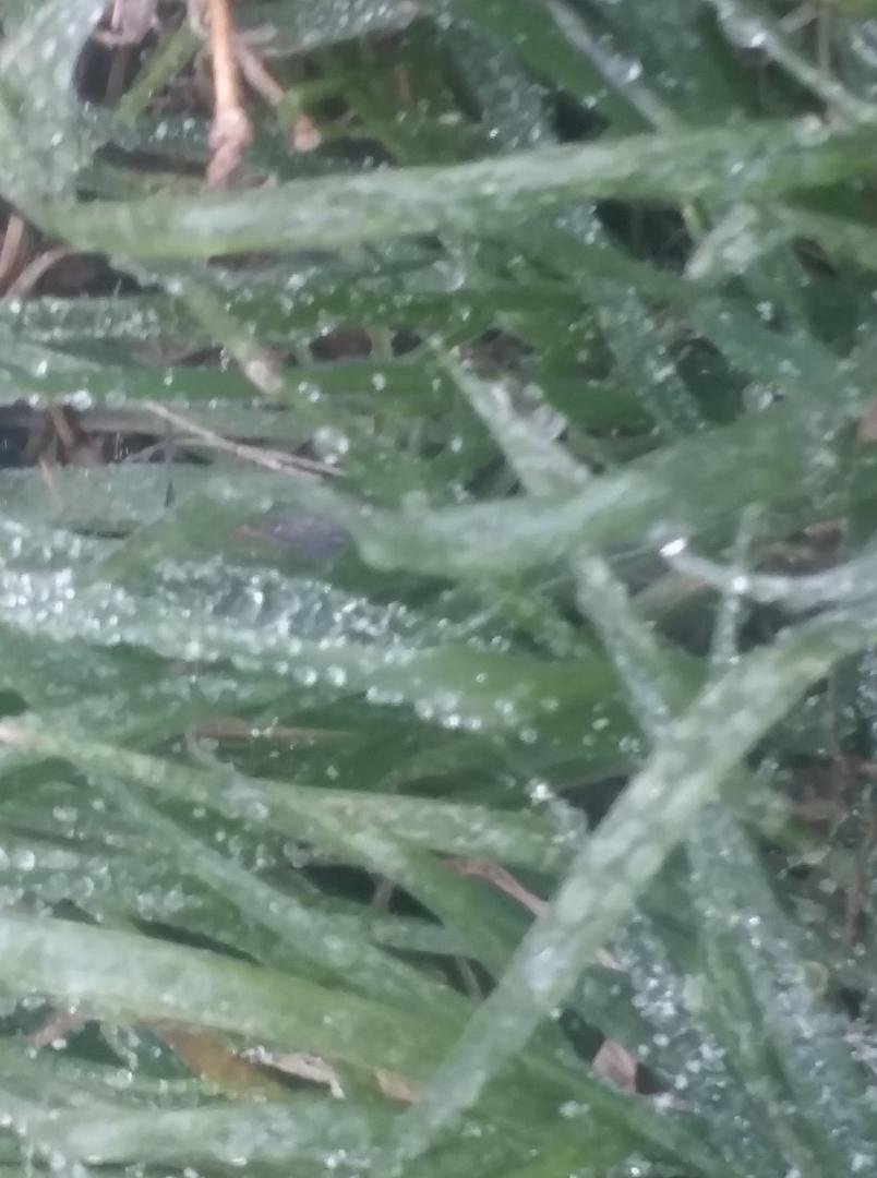 Ice droplets on my grass.. with 27°