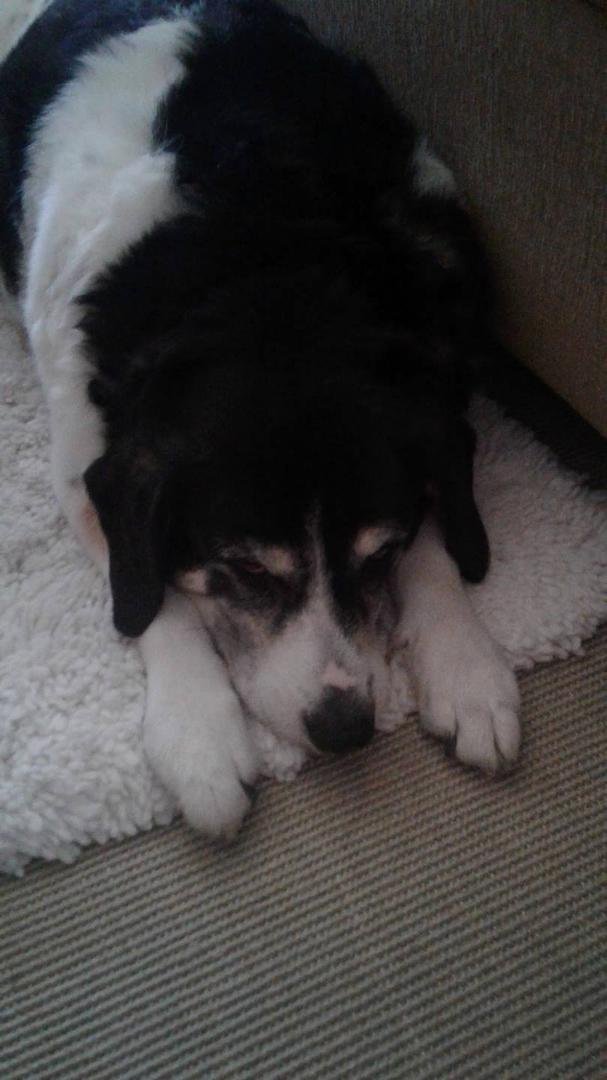 Our sweet Dixie girl, gone yesterday. We are missing our 13 baby already.