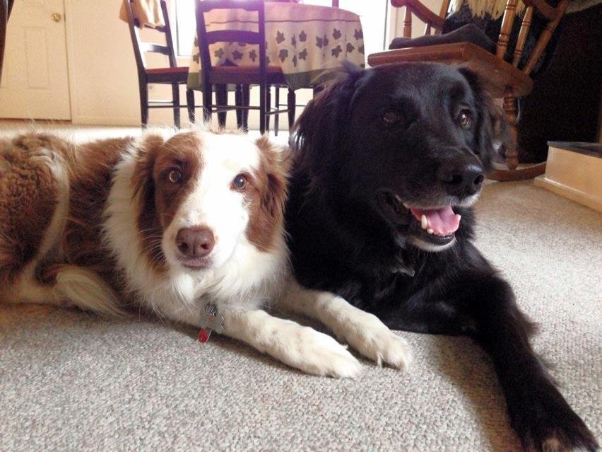 Prayers for our Baby (the red and white border collie on the left).  She is feeling her age.  The vet says it's a neurological problem.  Sometimes she can walk, and other times she staggers.  Sometimes she must be carried t