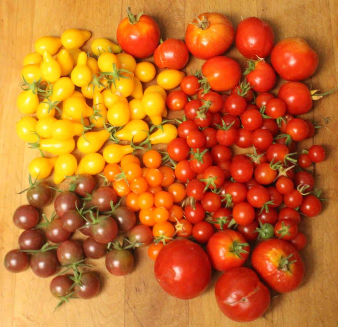 I've lost some to the heat, but we're still doing pretty well. Clockwise, Chocolate Cherry, Yellow Pear, Early Girl, Sweet 100, Oregon Spring and Sun Gold.