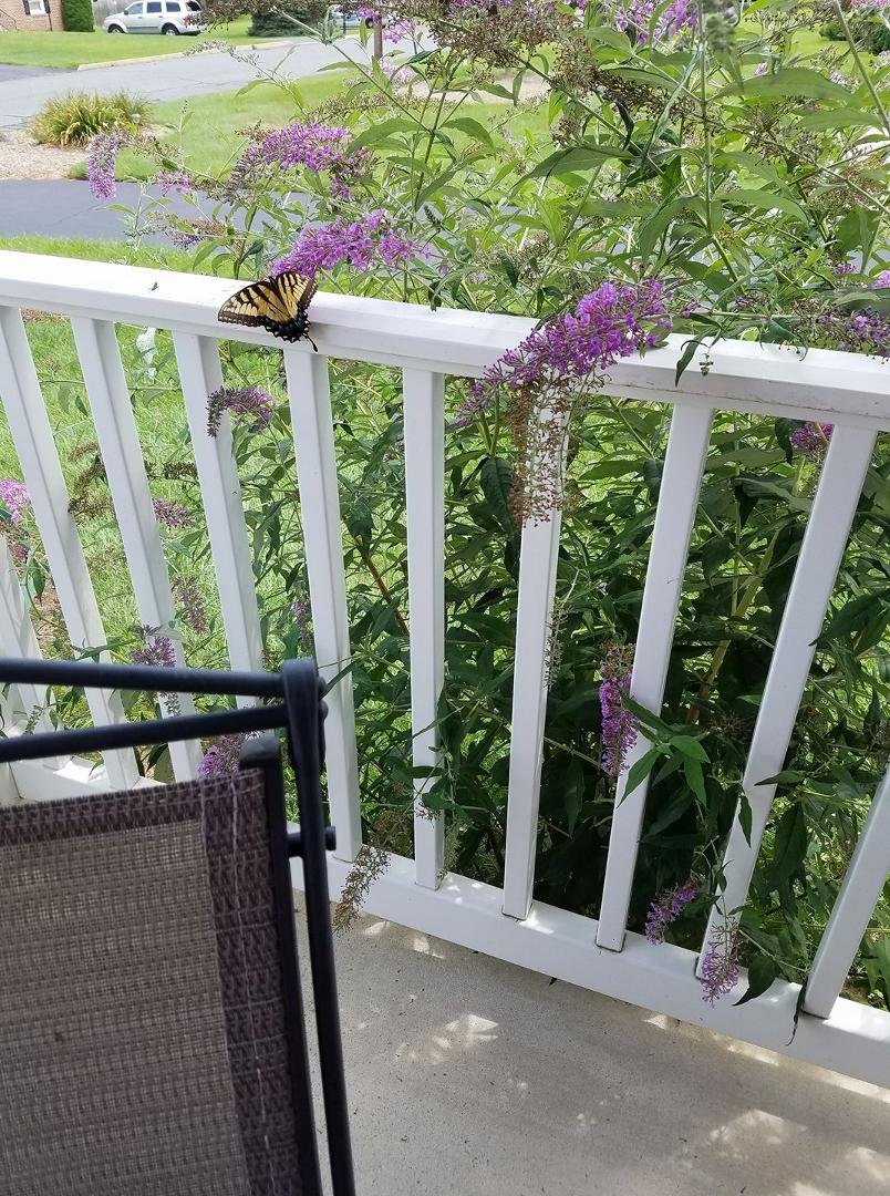 Beautiful butterfly on the porch.