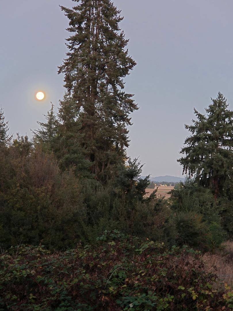 Latest uodate:

Hope you all saw the full Harvest/Hunter's Moon tonight! Here's my photo from my deck, 25 miles west of the City.
Please note: The West Hills of war-torn, burning-to-the-ground Portland, Oregon are shown in 