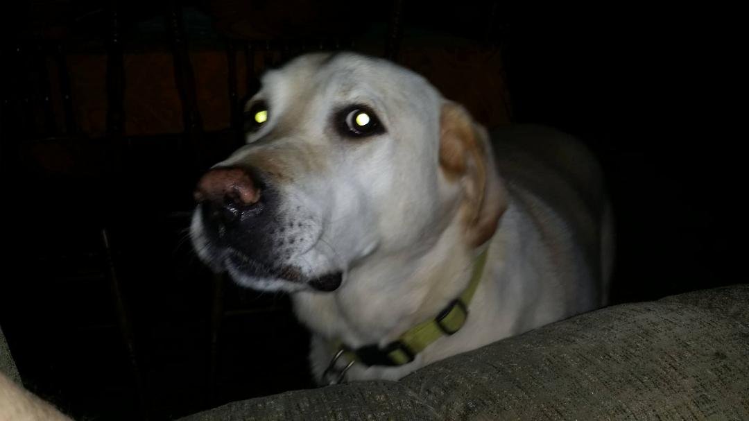 I fear a mutiny arising if I don't go to the store. Buddy and Maggie are both giving me the stink eye.