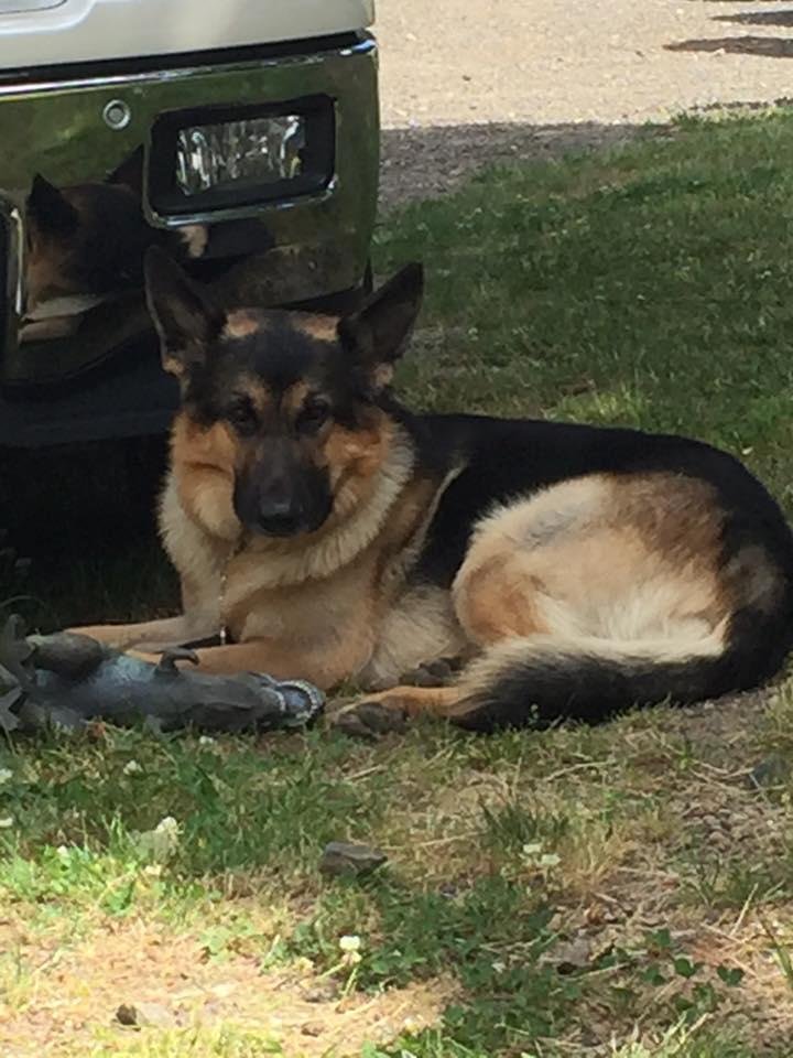 Want to shoutout to Elaine Wusstig for bringing Bear into my life. He's been my best friend for the past 4 1/2 years and is so good around everyone, from 4 months old to elderly people he has been a total gentleman. Everyon
