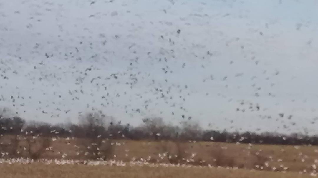 A few miles from my home Thousands of Snow Geese bedding down for the night in a grain field
