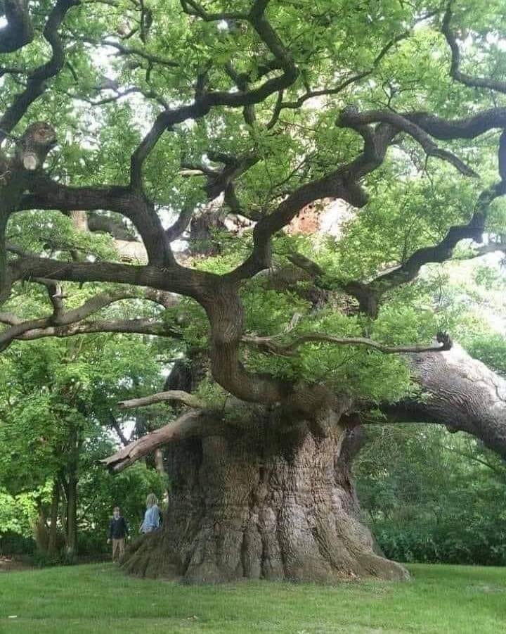 800 year old Oak tree....!!!