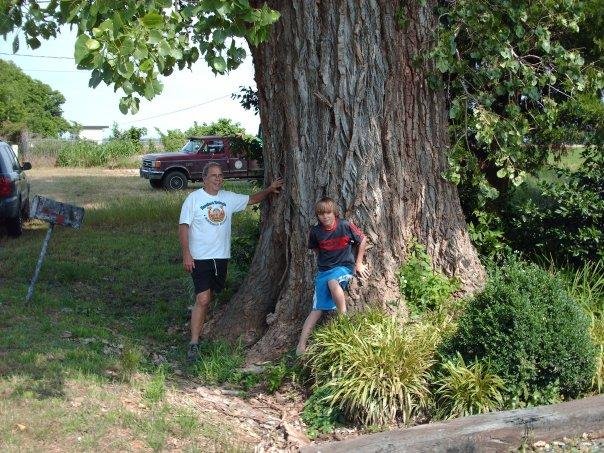 Huge cotton wood tree in Arkansaw