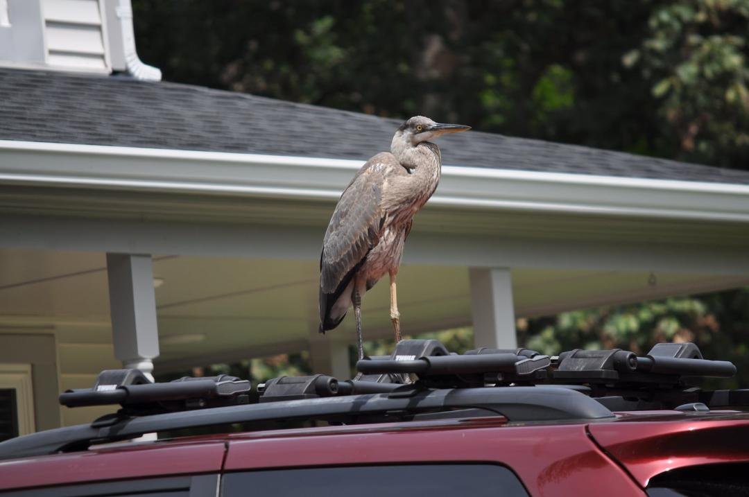 Another picture of yesterday's visitor to Ferguson Ct in Countryside👀