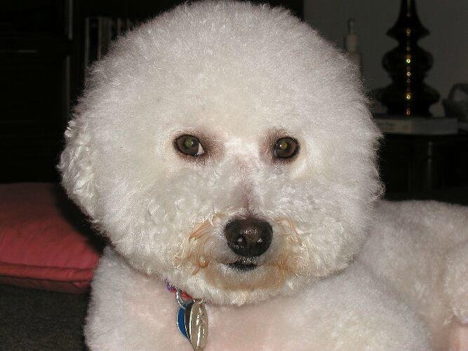 Bob Withrow's album, Sammy, "I'm ready for my closeup."