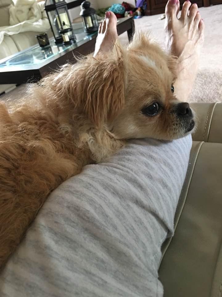 Lady's favorite place in the house.... in my lap.