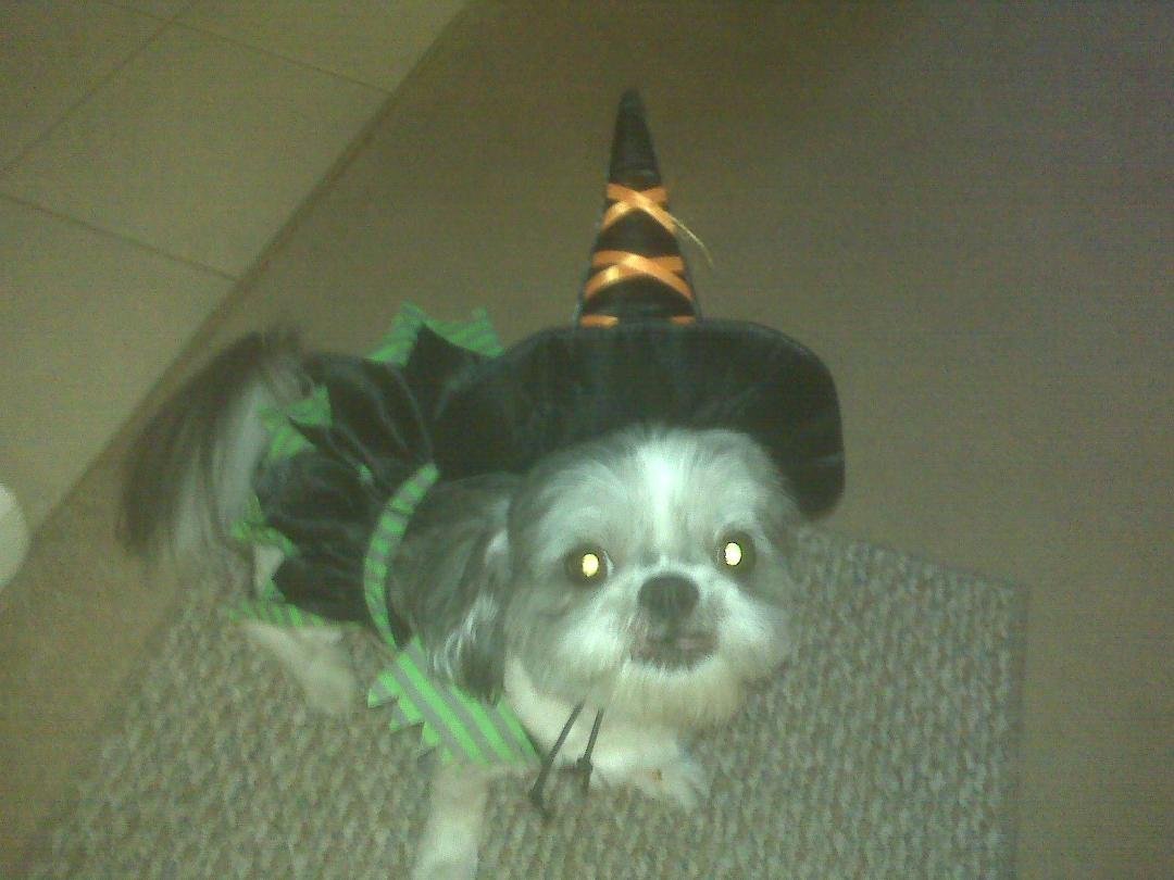 I'll be riding  around on broom , looking for treats   this Halloween!  WOOF!