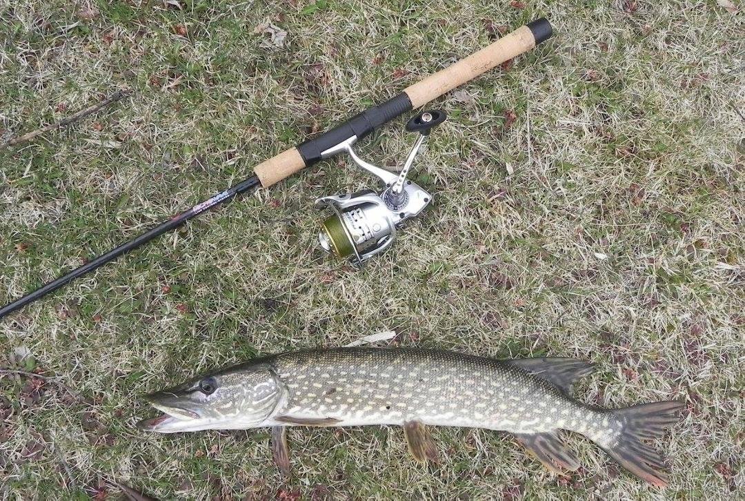 23 inch Northern Pike