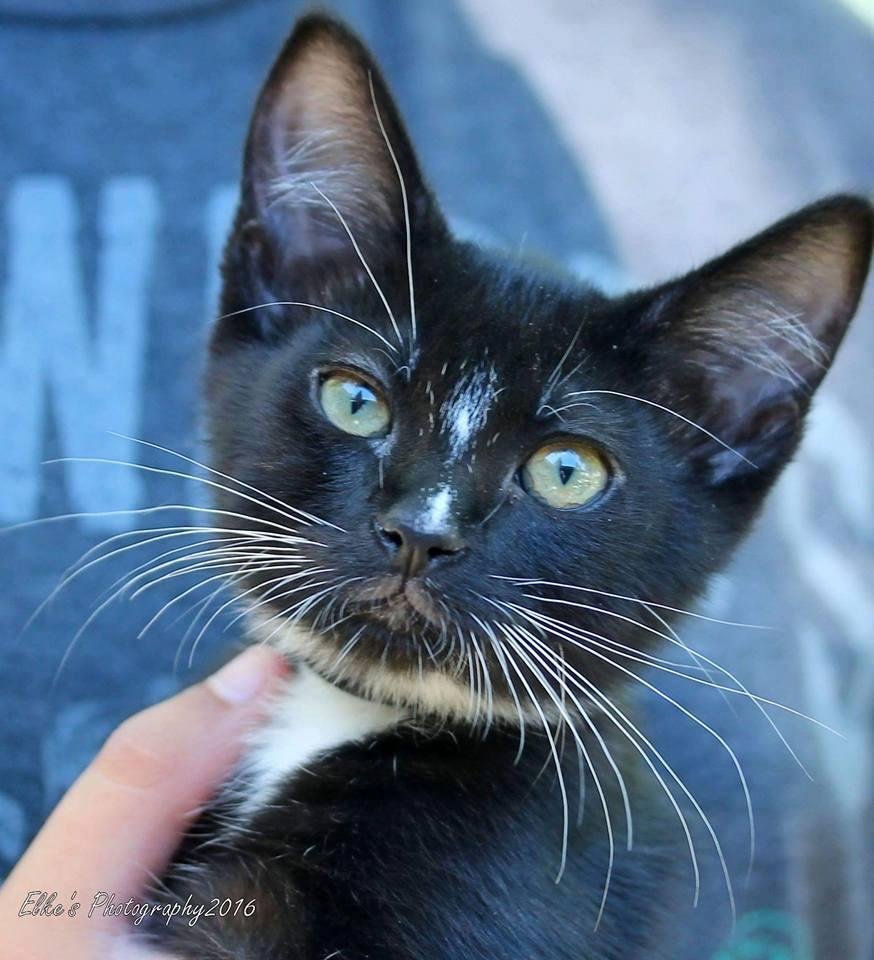 The word on the street is that all but one of the Movie Names litter (the big litter of 10 aka "The Circus") has been adopted. The one remaining is a real sweet male, Crash, black/white tuxedo. PCAS has not yet updated thei