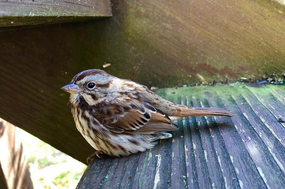 This little guy was so cold this morning, he declined to take cover on our porch steps. I took this photo only 6 inches away from him. He looked at me as if to say, “ leave me alone I’m trying to get warm.”