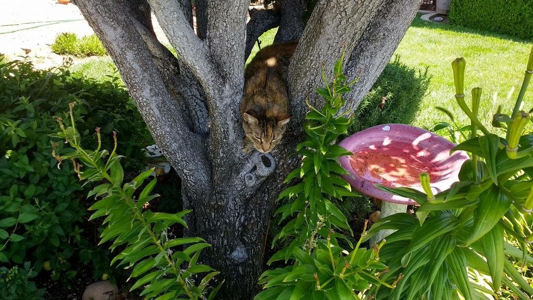 Ah ha it's the neighbors cat, Icabod. He takes long naps in my tree.