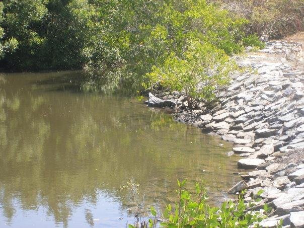 Some of the hazards at Ixtapa Marina (note alligator) Can keep the ball if hit there.