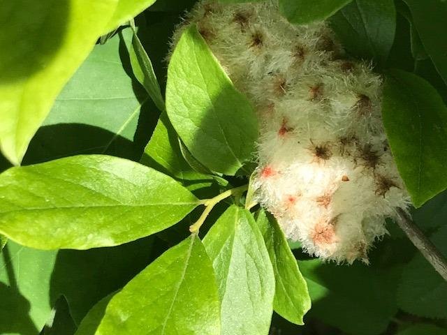 Wood Sower Gall(Callirhytis seminator)