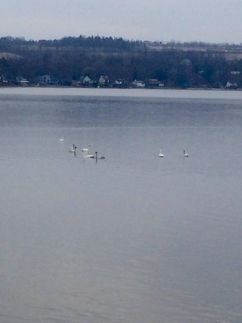 Tundra swans hanging out