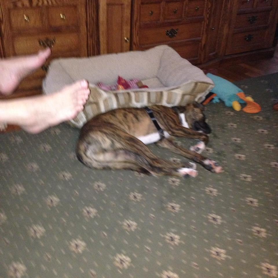 Glad Tito is making use of his bed...