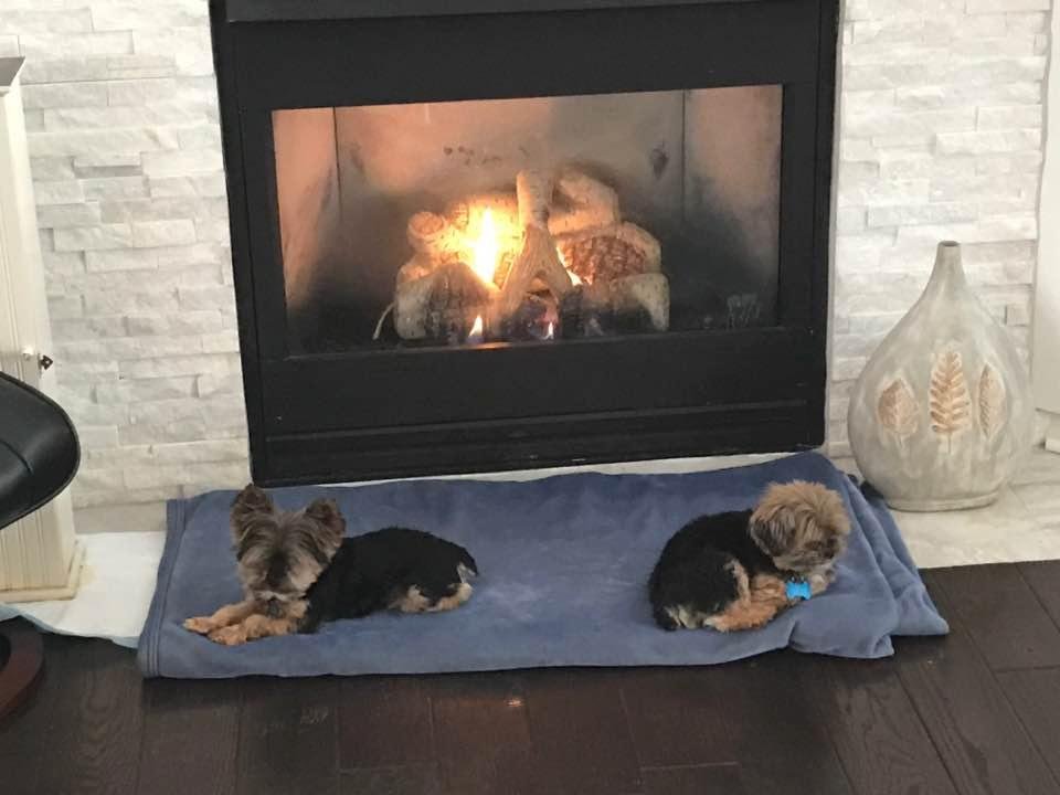 "My Two Boys" Enjoying The Fire On Their Cozy Blanket