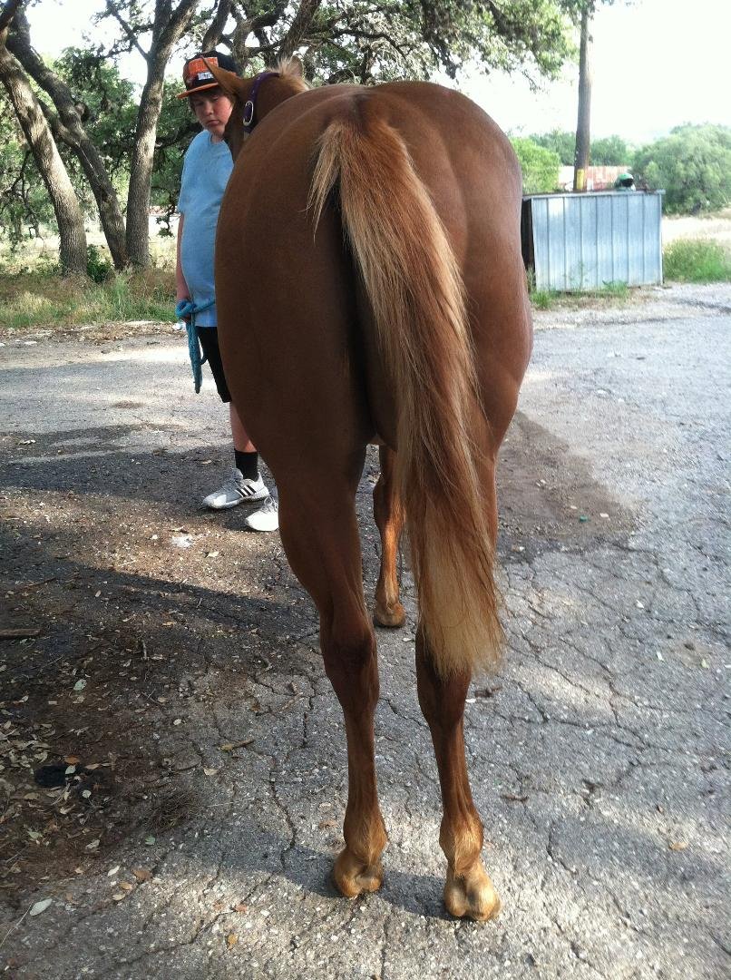 Oh look at that booty... and he is a yearling!!! Wowzer!!
