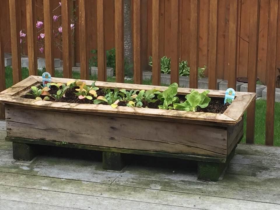 Radishes and butter crunch lettuce. Sorry didn't clean my deck yet. That's next