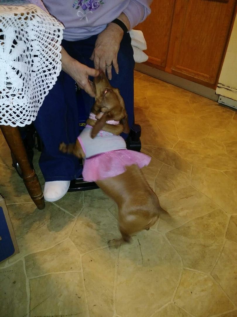 This is my baby Jenny she is 2 years old