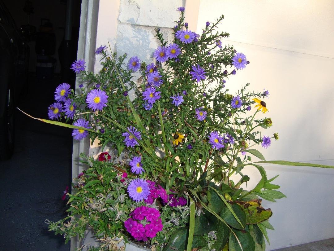 Christine Cottrell's album, Fall Flowers