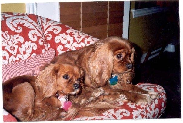 Taken in Jan 2008 - Scarlett is the smaller one and we had only had her for 2 or 3 days. I held her in my arms all the way to Dallas!