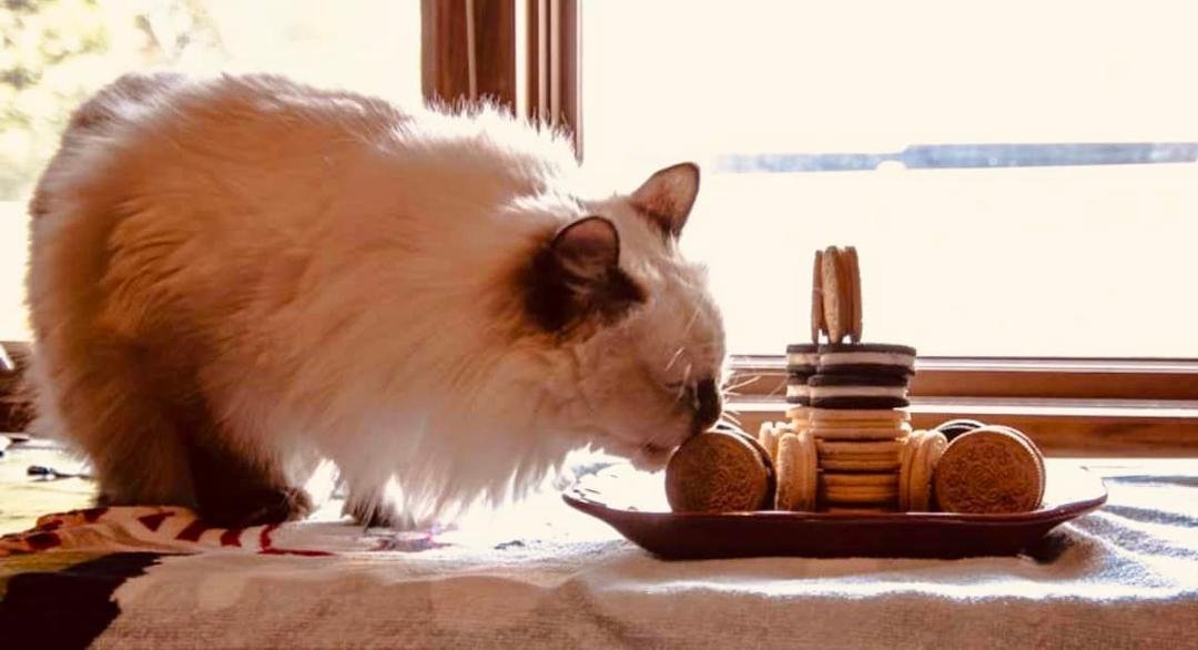 I was doing a photo shoot for school and just about done-all of a sudden the Cat Cookie Burglar came in for a steal out of nowhere!!! 🤣🤣🤣🤣