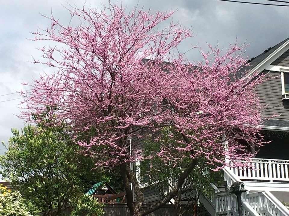 Colors here in Seattle are springing up and they are beautiful!😉