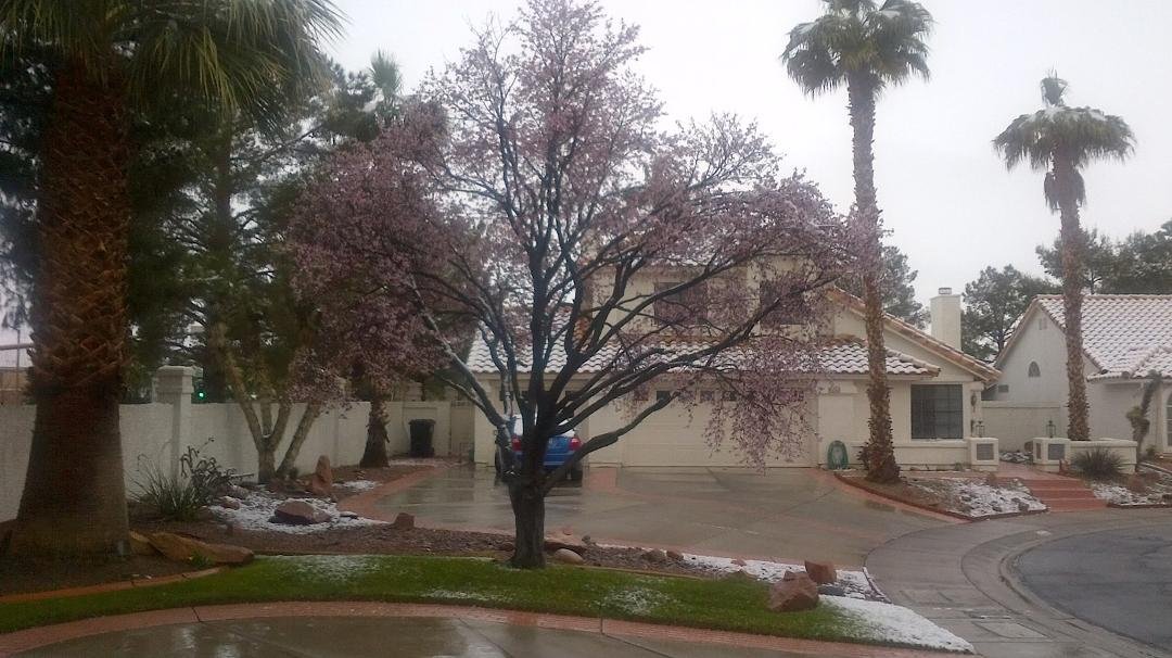 80 a few days ago, now plumb tree blooming in the snow in Las Vegas.