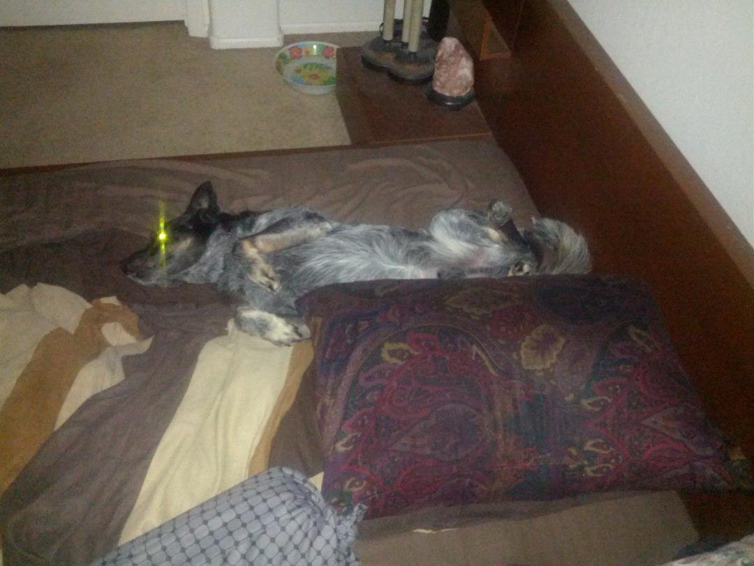 Now gus takes up my bed