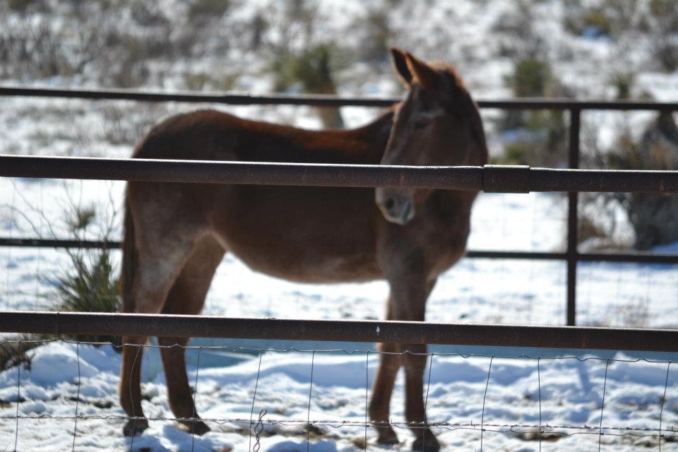 SOMETHING INTERESTING CAUGHT THE ATTENTION OF THIS MULE!  12.27.11