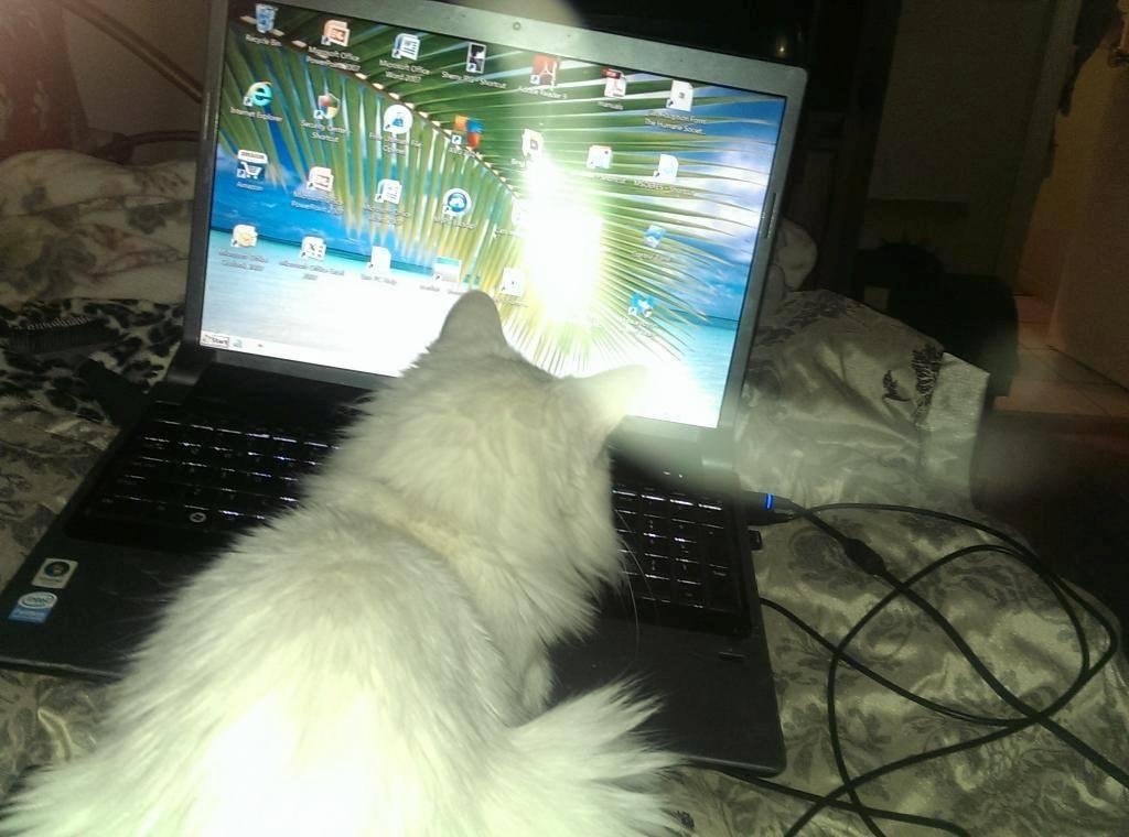 Silly Wabbits. How to find wabbit. Ok Momew. Does Alice have one of a those GPS things in her butt too? Ohhh Microchip.F7 Human find F2 Meowmmiii do people have a microchip in their butt? Ctrl alt del. Maaaa ..Alice gave me