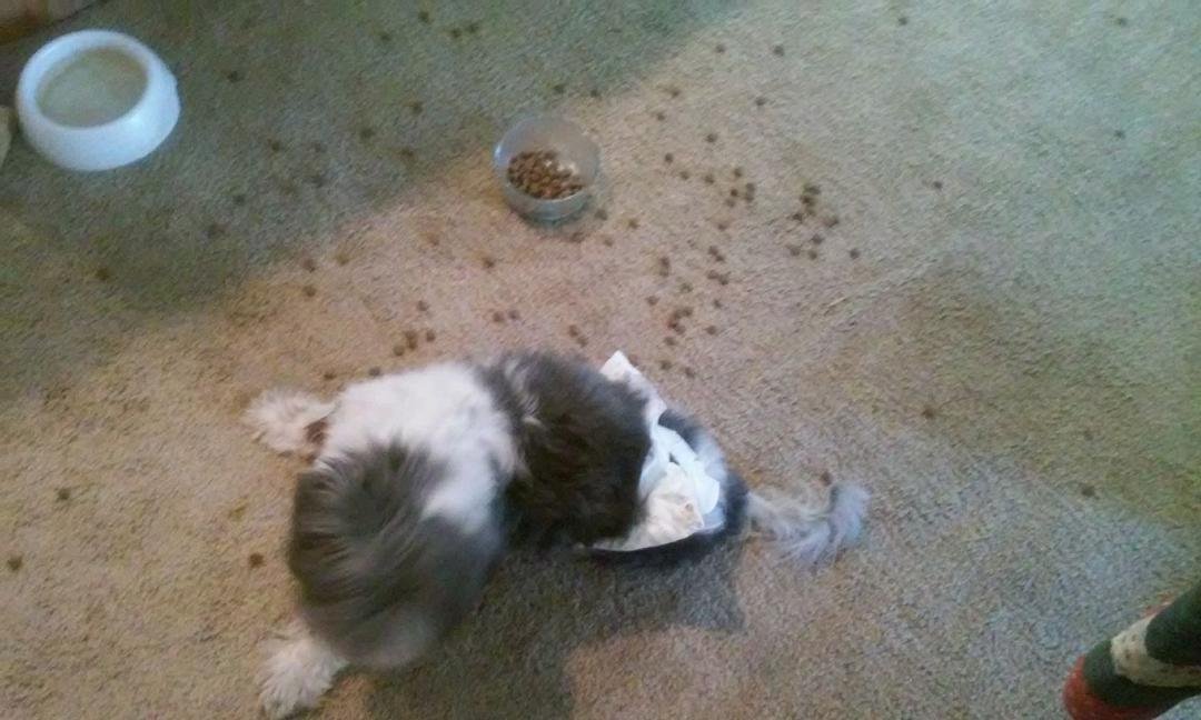 Sprout, eating his breakfast. He prefers the hunt and peck method these days. This is life with an 18 year old dog. And yes, that's a diaper.