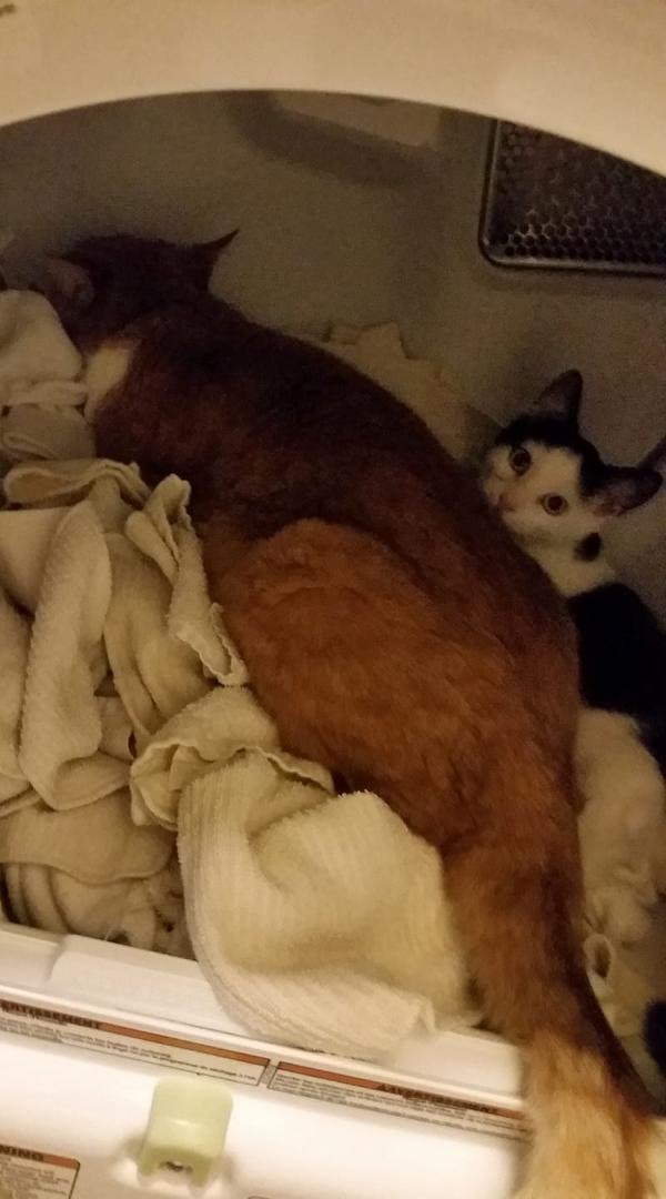 Just trying to fold the laundry...not much luck so far...